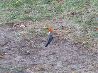 SX50IMG_4493.jpg