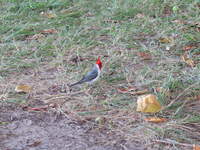 SX50IMG_4494.jpg