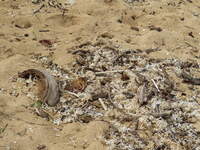 SX50IMG_4732.jpg