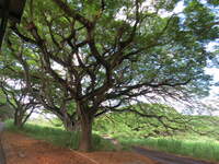SX50IMG_4750.jpg