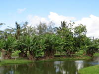 SX50IMG_4773.jpg