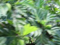 SX50IMG_4779.jpg