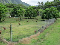 SX50IMG_4782.jpg