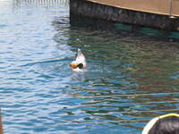 SX50IMG_5183.jpg
