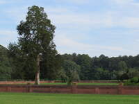 SX50IMG_4409.jpg