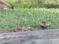 SX50IMG_4424.jpg
